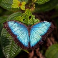 Morph butterfly