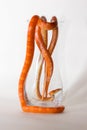 Morph corn snakes Royalty Free Stock Photo