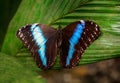 Close-up photo of Morpho achilles, neotropical butterfly