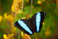 Morpho achilles, big black blue butterfly sitting on the yellow bloom flower in the nature habitat, tropic jungle forest in Royalty Free Stock Photo