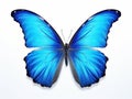 morpho adonis blue butterfly Royalty Free Stock Photo