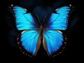 morpho adonis blue butterfly