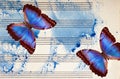 Morpho blue butterflies and notes. Butterfly melody. Photo of old music sheet in blue watercolor paint. Blues music concept. Abstr Royalty Free Stock Photo