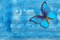 Morpho blue butterfly and notes. Butterfly melody. Old music sheet in blue watercolor paint. Blues music concept. Abstract blue wa Royalty Free Stock Photo