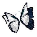 Morpho butterfliese butterfly monarch black and white. vector