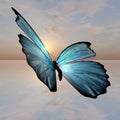 Morpho Butterfly Royalty Free Stock Photo