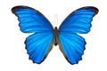 Morpho butterfly