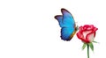 Morpho butterfly sitting on a rose isolated on white. red roses and a bright blue butterfly close up. decor for greeting card. cop