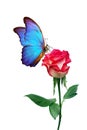 Morpho butterfly sitting on a rose isolated on white. red roses and a bright blue butterfly close up. decor for greeting card Royalty Free Stock Photo