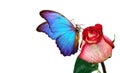 Morpho butterfly sitting on a rose isolated on white. red roses and a bright blue butterfly close up. rose bud in drops of water. Royalty Free Stock Photo