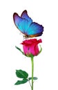 Morpho butterfly sitting on a rose isolated on white. red roses and a bright blue butterfly close up. decor for greeting card. Royalty Free Stock Photo