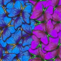 Morpho butterfly texture background. blue and purple natural abstract background. butterfly wings in flight Royalty Free Stock Photo