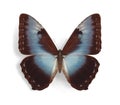 Morpho cisseis Royalty Free Stock Photo