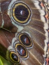 Morpho didius, the giant blue morpho