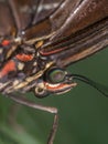 Morpho didius, the giant blue morpho