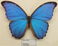 Morpho didius, a butterfly in museum of Zoology in Kota Batu, East Java, Indoensia