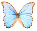 Morpho didius tropical butterfly isolated