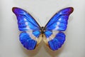 Morpho Helena Butterfly