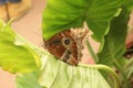 Morpho Helenor