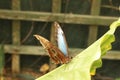 Morpho Helenor