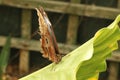 Morpho Helenor