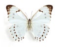 Morpho luna Royalty Free Stock Photo