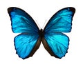 Morpho menelaus Royalty Free Stock Photo