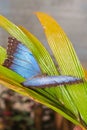 Morpho Menelaus butterflyMorpho Menelaus Butterfly, Tropical Rainforest Royalty Free Stock Photo