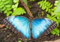 Morpho menelaus Royalty Free Stock Photo