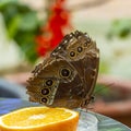 Morpho menelaus is species of butterflies of genus Morpho from family Nymphalidae. Beautiful butterfly feeding fruit in the park