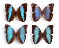 Morpho (panel) Royalty Free Stock Photo