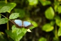 Morpho peleides Royalty Free Stock Photo