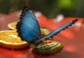 Morpho peleides Blue Morpho eating fruit