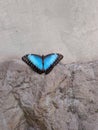 morpho peleides butterfly Royalty Free Stock Photo