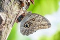 Morpho peleides butterfly