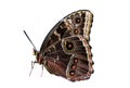 Morpho peleides butterfly isolated on white background. Object with clipping path Royalty Free Stock Photo