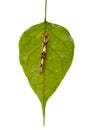 Morpho peleides caterpillar