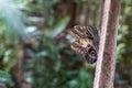 Morpho peleides - a two beautiful blue butterfly with an eye on the wing, sitting on a tree trunk Royalty Free Stock Photo