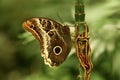 Morpho peleides wings closed Tropical Butterfly the Blue Morpho Royalty Free Stock Photo