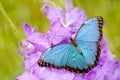 Morpho on the pink violet orchd flower bloom. Blue butterfly from Mexico. Colourful big insect in dark tropical forest, sitting on Royalty Free Stock Photo