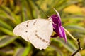 Morpho polyphemus butterfly