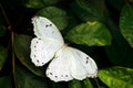 Morpho polyphemus, the white morpho, white butterfly of Mexico and Central America. Tropical forest with insect in the nature