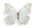 Morpho polyphemus, White Morpho (female) Royalty Free Stock Photo