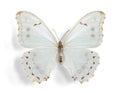 Morpho polyphemus, White Morpho (female)