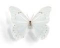 Morpho polyphemus, White Morpho (male) Royalty Free Stock Photo