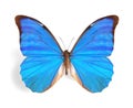 Morpho rhetenor Royalty Free Stock Photo