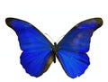 Morpho rhetenor Royalty Free Stock Photo