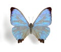 Morpho sulkowskyi (sulkowski)