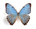 Morpho thamyris Royalty Free Stock Photo