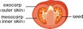 Morphology and anatomy of tomato ripe red fruit. Tomato fruit structure in section isolated on white background